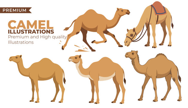 Camel Illustration Pack with Traditional Desert Journey and Wildlife Scene