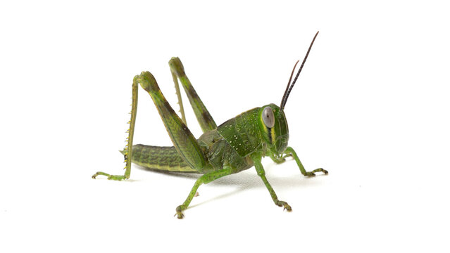 Green grasshopper (Caelifera) jumping or crawling isolated on white background.