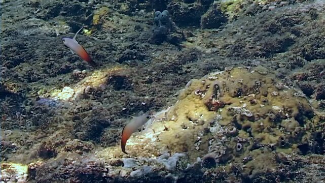 Tiny dart gobies with bright orange tails flutter and hover around coral formations in the tropical waters between Papua New Guinea and Indonesia. They navigate the reef with precision.