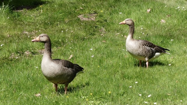 The geese are on the farm
