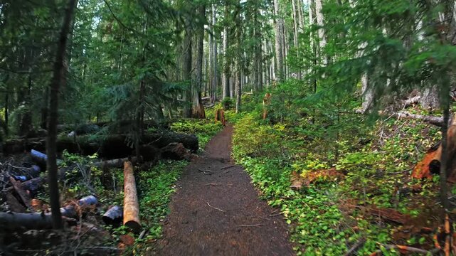 Footage of a hiker's point of view walking along the dirt path of the Glacier Basin Trail in Mount Rainier National Park. The trail winds through dense, lush old-growth evergreen forest with abundant 