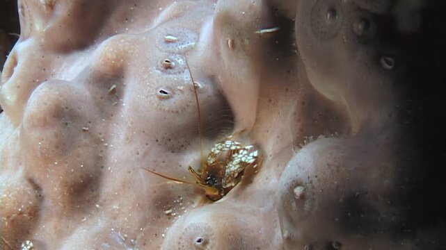 Observe how small crabs, shrimps, and tiny crustaceans navigate the intricate underwater ecosystem, seeking food and refuge within the coral burrows during the day.