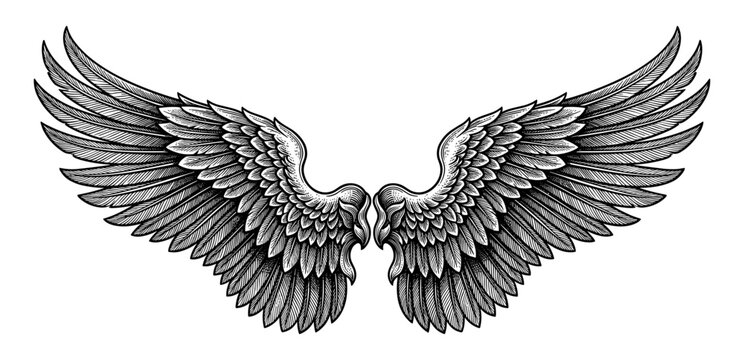 Angel wing and eagle feather in vintage engraving