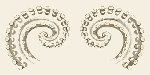 Two octopus tentacles in a spiral shape detailed sketch illustration on a beige background © Pabitra