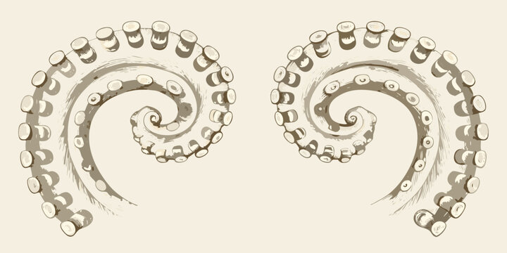 Two octopus tentacles in a spiral shape detailed sketch illustration on a beige background
