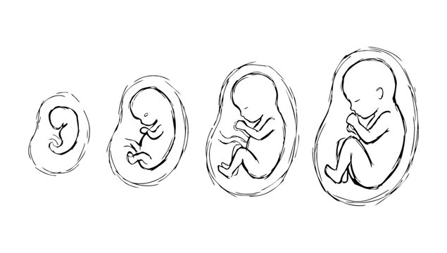 Human Fetus Embryonic Development Educational Sequence Diagram Displaying Anatomical Growth In Minimalist Line Art