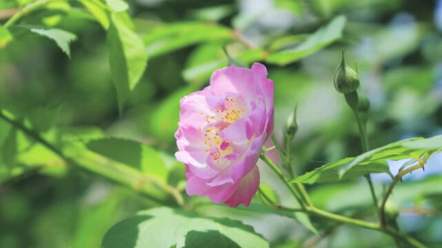 Vibrant Rose Blooms Basking in Warm Golden Spring Morning Sunlight Outdoors