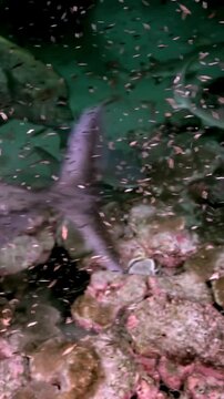 A group of Whitetip Reef Sharks prowls gracefully around the coral reef. They are underwater in Costa Rica searching for food. A majestic dance of the deep in the blue.