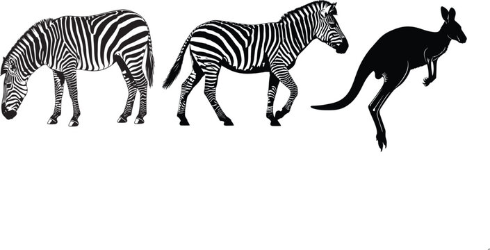 Zebra and kangaroo silhouette a striking contrast of african and australian wildlife