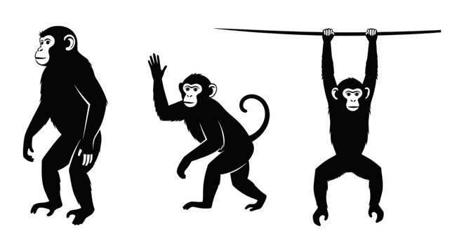 Three black monkey silhouettes in various poses like standing waving hanging