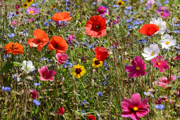 Obraz premium Garten 1562