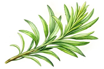 Fototapeta premium green plant isolated on white
