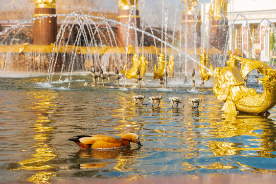 Moscow, Russia. Ruddy Shelduck swims in the fountain. Fountain "Friendship of Peoples". Exhibition of Achievements of National Economy (VDNKh)