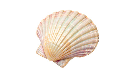 Obraz premium Natural white and tan scallop seashell with detailed ribbed texture for marine life and beach vacation themes isolated on transparent background 