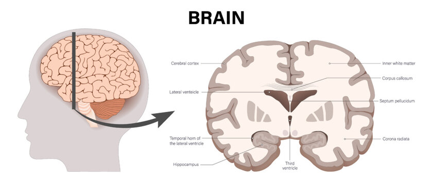 Cross section of a human brain. White matter and Gray matter. Anterior view of frontal section. Anatomy of the cerebral cortex.
