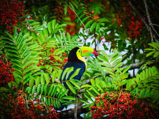 Fototapeta premium Vibrant Toucan Perched Amidst Lush Greenery and Red Berries in Tropical Rainforest