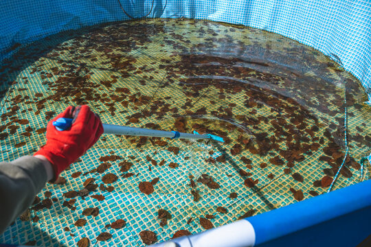 Pool skimmer lifting brown autumn leaves from murky backyard swimming pool surface, messy water before cleaning and seasonal maintenance, preparing for winter or spring opening