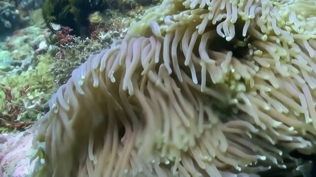A vibrant orange clownfish lovingly dances within the swaying tentacles of its host sea anemone. An intimate glimpse into the beautiful symbiotic relationship found in tropical oceans.