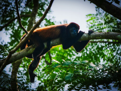 A captivating howler monkey, with its unique black and reddish fur, peacefully rests on a sturdy branch, nestled within the lush, green canopy of a tropical rainforest