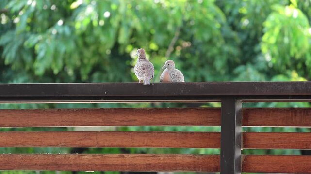 Two doves perch calmly on a wooden railing. Soft sunlight filters through leafy green trees behind them. They face each other, appearing quiet and curious. The scene feels peaceful
