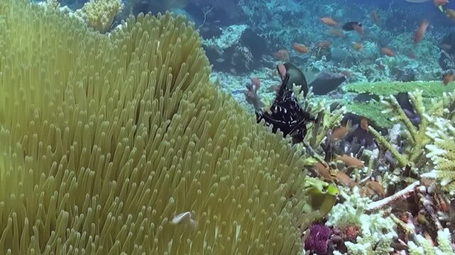 A vibrant scene of clownfish playfully darting around their host anemone. Other reef fish swim by, showcasing the bustling ecosystem of this thriving underwater garden in the depths of the ocean.