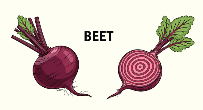Botanical illustration of a whole purple beetroot and a cross section showing concentric rings with fresh green leaves attached.