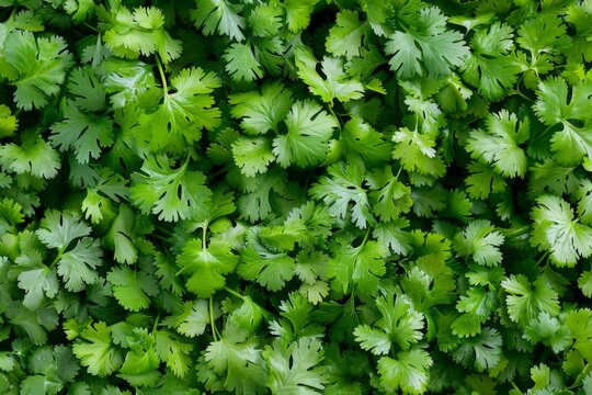 Coriander leaves texture background, cilantro leaf pattern, chinese parsley greens banner, spices, seasonings