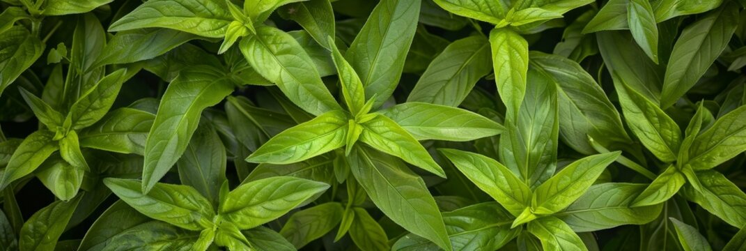 Many fresh lemon verbena leaves texture background, fragrant spices pattern, Aloysia citrodora