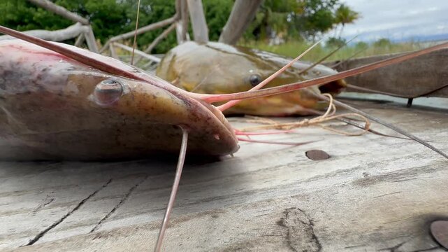 Freshly caught, still alive catfish on the boat pier on Nankoma Island, Lake Malawi, Malawi.