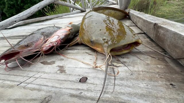 Freshly caught, still alive catfish on the boat pier on Nankoma Island. Lake Malawi, Malawi.