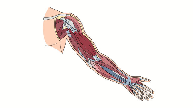 Anatomical illustration of human arm muscles and bones in detail from shoulder to hand