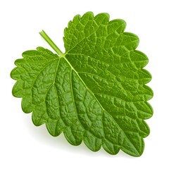 Fototapeta premium Large green leaf with stem isolated.