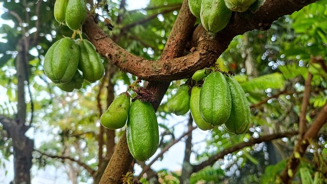 Fresh bilimbi (Averrhoa bilimbi) fruits growing abundantly on a lush tropical tree, perfect for organic food and nature-related concepts
