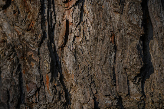 Jeffrey Pine Bark Texture with Detailing