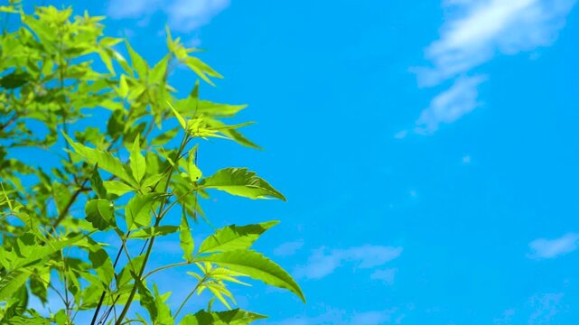 Green leaves sway gently against bright blue sky with soft white clouds
