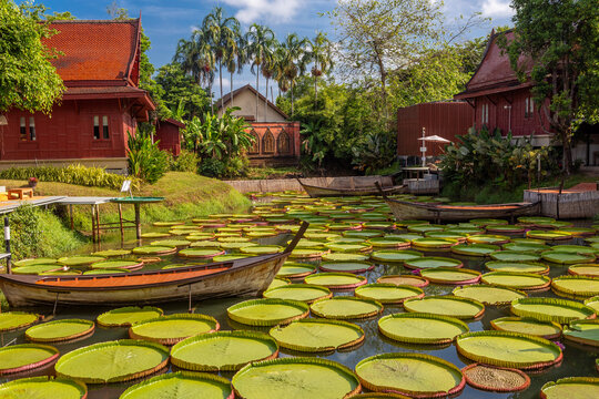 Ma Doo Bua Cafe in Phuket, Thailand. Beautiful Victoria Amazonica water lilies in an artificial pond.