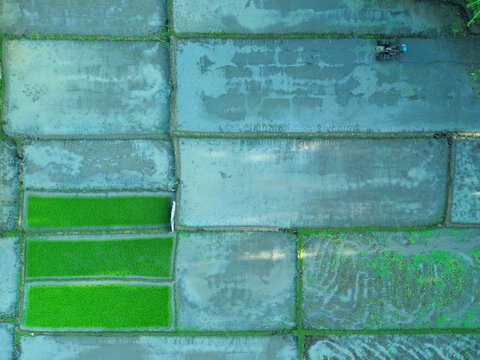 Aerial View of Rice Planting Activity in Bantul, Yogyakarta, Farmer Working in Lush Paddy Fields
