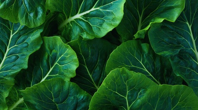 Fresh green cabbage leaves close up. Organic vegetable background for healthy food concept. Raw garden produce for cooking vegetarian salad, natural agriculture and vegan nutrition.