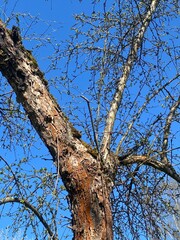 Fototapeta premium Spring Tree Branches with Budding Leaves Against Clear Blue Sky, Textured Bark and Moss, Low-Angle Nature Photography