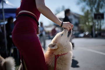 Person in a maroon outfit gives a light-furred husky dog a treat on a sunny day. The dog looks up with an open mouth, eagerly taking the offering © Garik