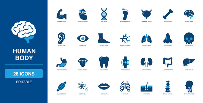 Biological Human Body Solid Icon Set outlining strong bicep muscle, delicate cardiac organ, dna helix, lung, functional stomach, and skull anatomy for clinical health diagnostic research.