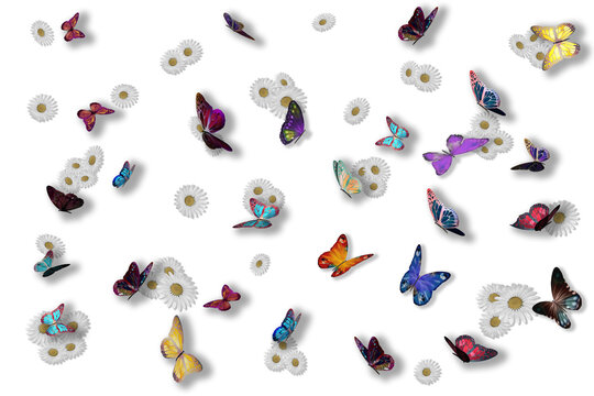 PNG. Illustrazione 3D. Primavera, estate. Fiori e farfalle su sfondo trasparente . Campo di erba con fiori colorati e farfalle, sullo sfondo trasparente.