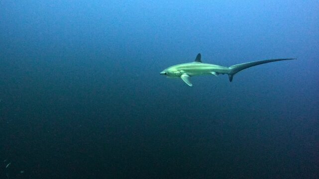 Pelagic Thresher Shark Swimming in Blue Open Ocean