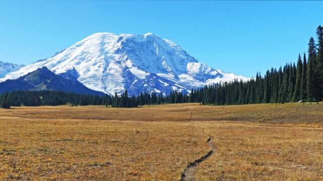 A sweeping view of the expansive, golden subalpine meadows of Grand Park Trail in Mount Rainier National Park during the fall season. The scene features a narrow hiking path leading toward the snow-ca