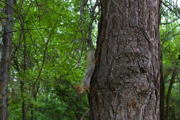 Fototapeta premium A curious squirrel clinging vertically on a large tree trunk surrounded by lush green foliage in a dense forest under soft, diffused daylight