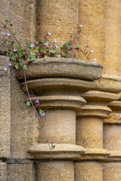 Abbaye d'Orval, dans les Ardennes belge, Florenville 
