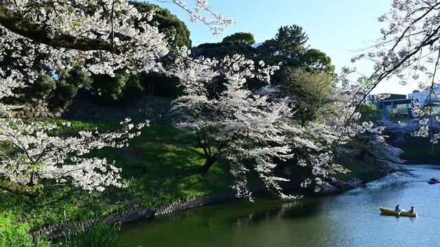 逆光のお掘りに咲く桜　手漕ぎのボートが進む　東京　千鳥ヶ淵　皇居　ニコンZ6IIIで撮影