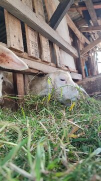 Funny goats eating grass inside simple cage, showing cute expressions and rural livestock farming atmosphere.