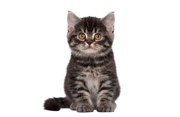 Obraz premium Cute kitten sitting and looking at camera, centered, isolated on white background, commercial stock style