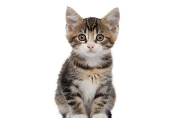 Obraz premium Cute kitten sitting and looking at camera, centered, isolated on white background, commercial stock style